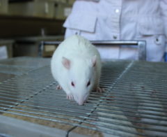 Albino (Wistar) laboratory rat sitting on a cage with human silouette on background