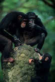 Three chimpanzees (Pan troglodytes) playing with twig, two sitting on stone