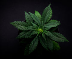 bush varietal marijuana leaves on a black background in a coffeeshop top view