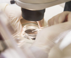 Embryologist transferring egg to special culture media in petri dish