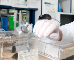 Lab tech Work with transgenic mouse in modern laboratory